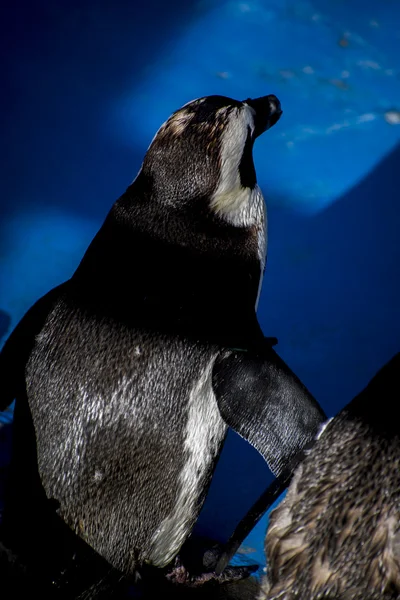 Pingüino en un grupo de compañeros —  Fotos de Stock