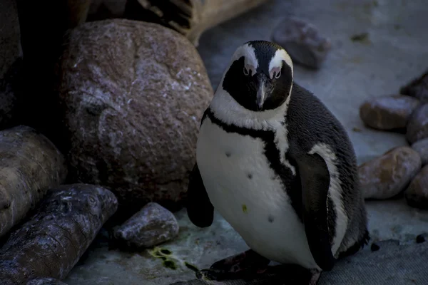 Pinguin in einer Peergroup — Stockfoto