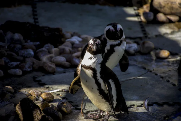 Pinguim em um grupo de pares — Fotografia de Stock