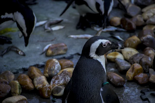 Pingwin w grupie rówieśniczej — Zdjęcie stockowe