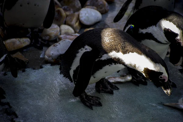 Пингвин в группе сверстников — стоковое фото