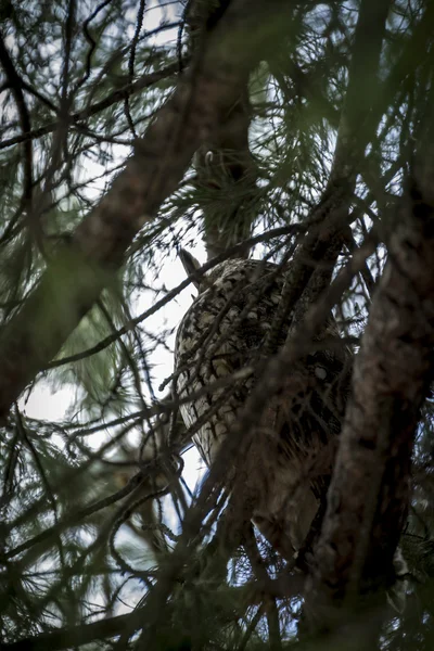 Ospalý sova sedící na větvi — Stock fotografie