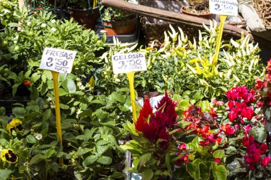 İspanya içinde belgili tanımlık çarşı çiçeklere