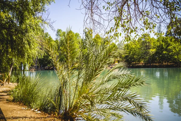 나무와 자연 호수 풍경 — 스톡 사진