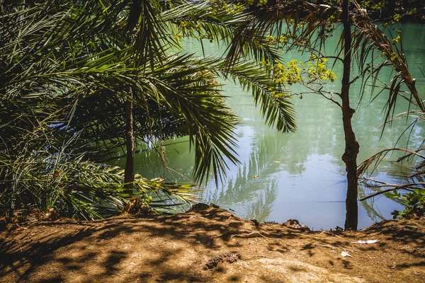 Paisagem com árvores e lago natural — Fotografia de Stock