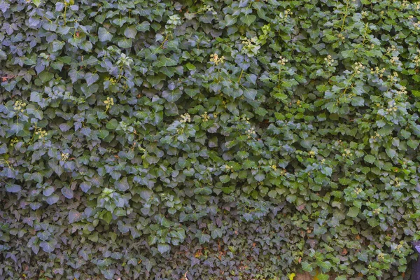 Ivy in Jardines de la Granja de San Ildefonso Park — стокове фото