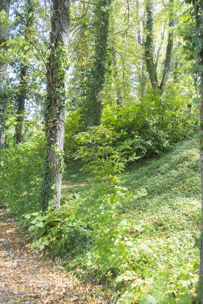 Trees in Jardines de la Granja de San Ildefonso — Stok fotoğraf