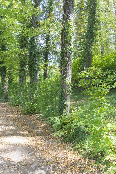 Trees in Jardines de la Granja de San Ildefonso — Stok fotoğraf