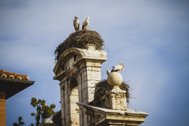 İspanyol şehir Alcala de Henares