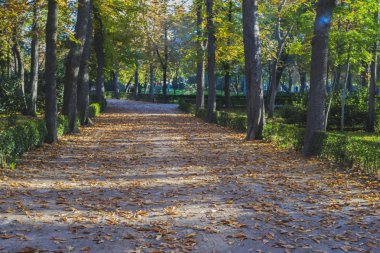 Güz bahçelerinde Retiro Park Madrid, İspanya