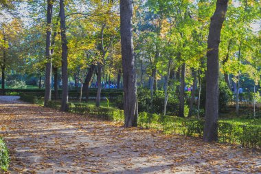 Güz bahçelerinde Retiro Park Madrid, İspanya