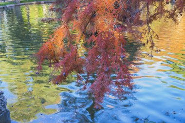 Gölün su sonbahar üzerine düşünceler