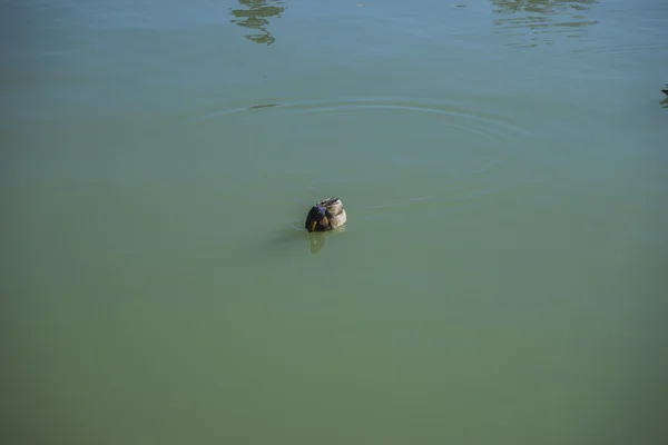 Duck, Lago nel Parco del Retiro, Madrid Spagna — Foto Stock