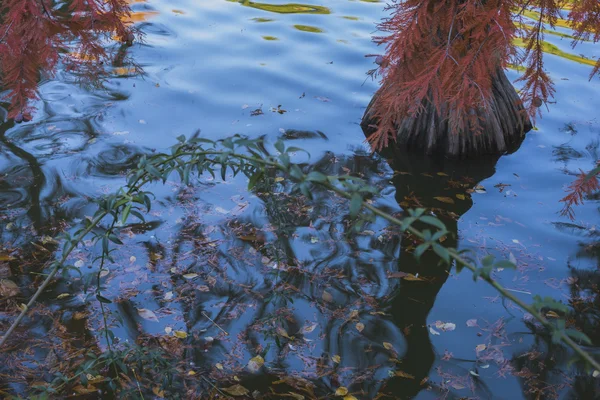 Lago con riflessi sull'acqua autunno — Foto Stock