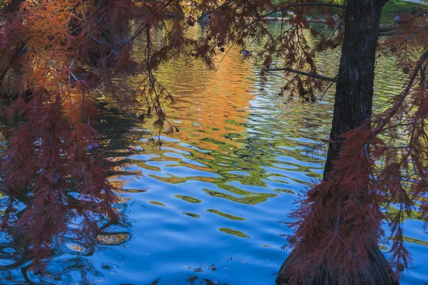 Lago con riflessi sull'acqua autunno — Foto Stock