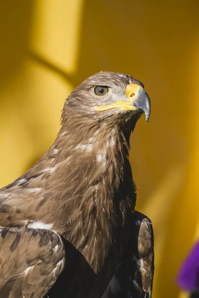 Frumos vultur de aur — Fotografie, imagine de stoc