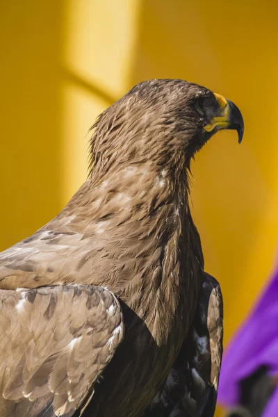 Hermoso águila dorada — Foto de Stock