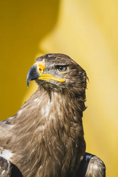 Prachtige golden eagle — Stockfoto