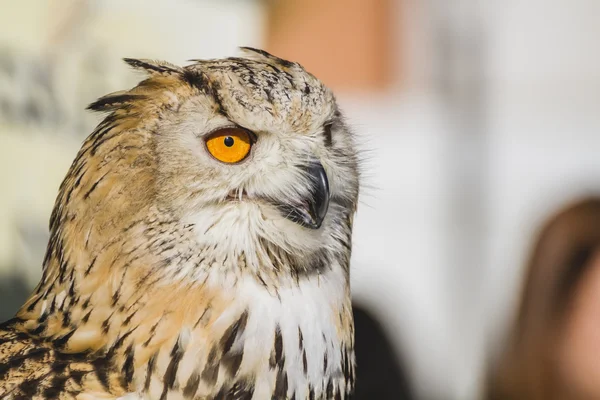 Owl with  lovely plumage — Stock Photo, Image