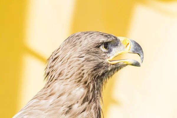 Güzel altın kartal — Stok fotoğraf