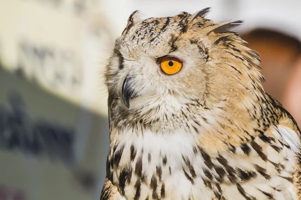 Uggla med härlig fjäderdräkt — Stockfoto