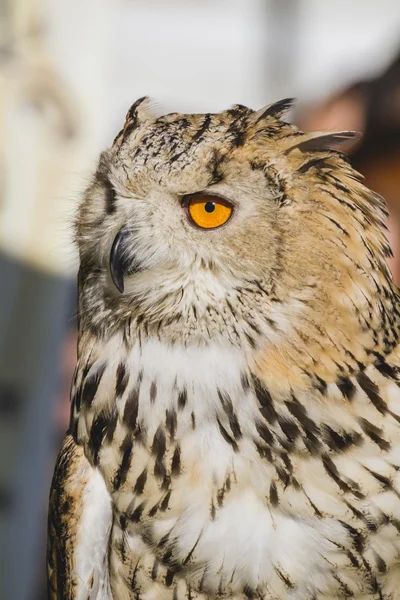 Owl with  lovely plumage — Stock Photo, Image