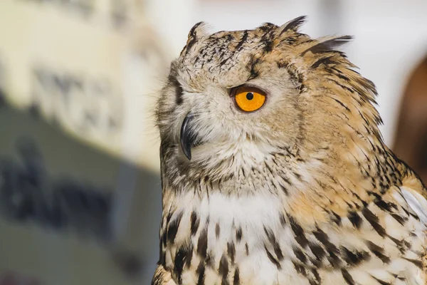 Owl with  lovely plumage — Stock Photo, Image