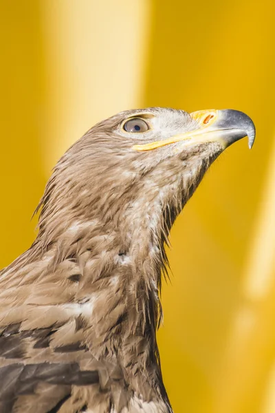 Красивий Золотий орел — стокове фото
