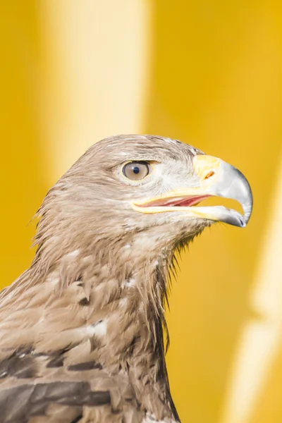 Bela águia dourada — Fotografia de Stock