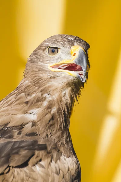 Beautiful  golden eagle — Stock Photo, Image