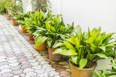 Geleneksel Endülüs sokakları çiçekli