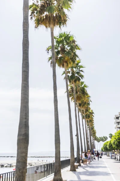 Strandpromenaden längs havet av palmer — Stockfoto