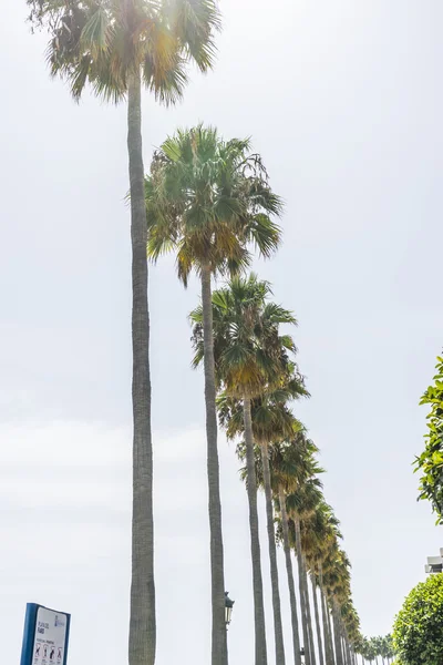 棕榈树海边散步 — 图库照片