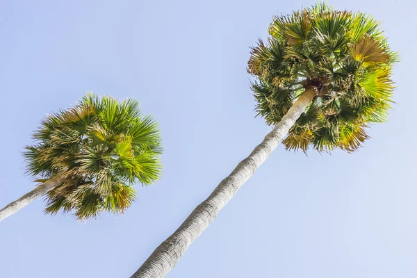 Променада вздовж моря пальмових дерев — стокове фото