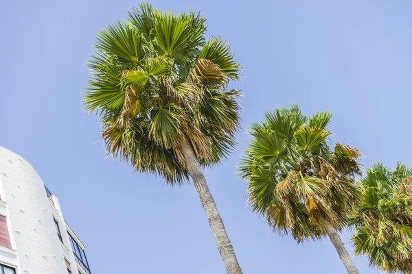 Promenade along the sea of palm trees — Stock Photo, Image