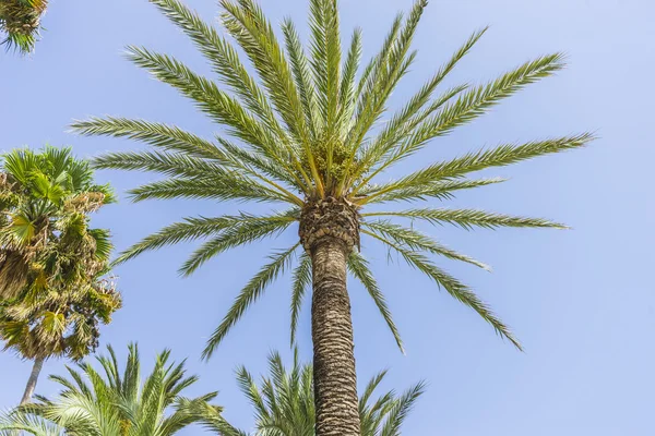 Promenade le long de la mer de palmiers — Photo