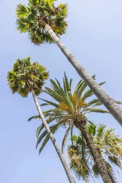 Promenade langs de zee van palmbomen — Stockfoto