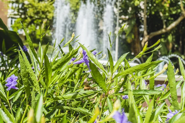 Exuberantes jardines de verano en Marbella — Foto de Stock