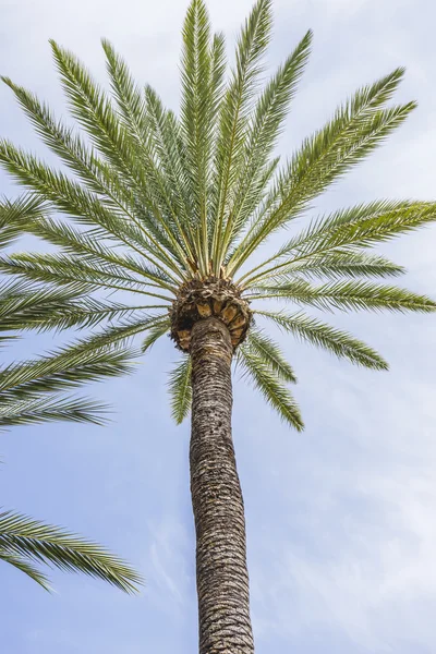 Promenade am Palmenmeer — Stockfoto