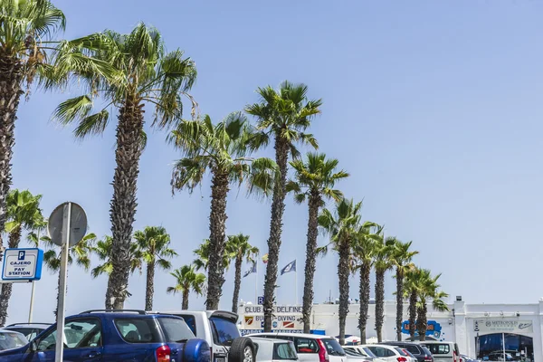 Paseo por el mar de palmeras — Foto de Stock