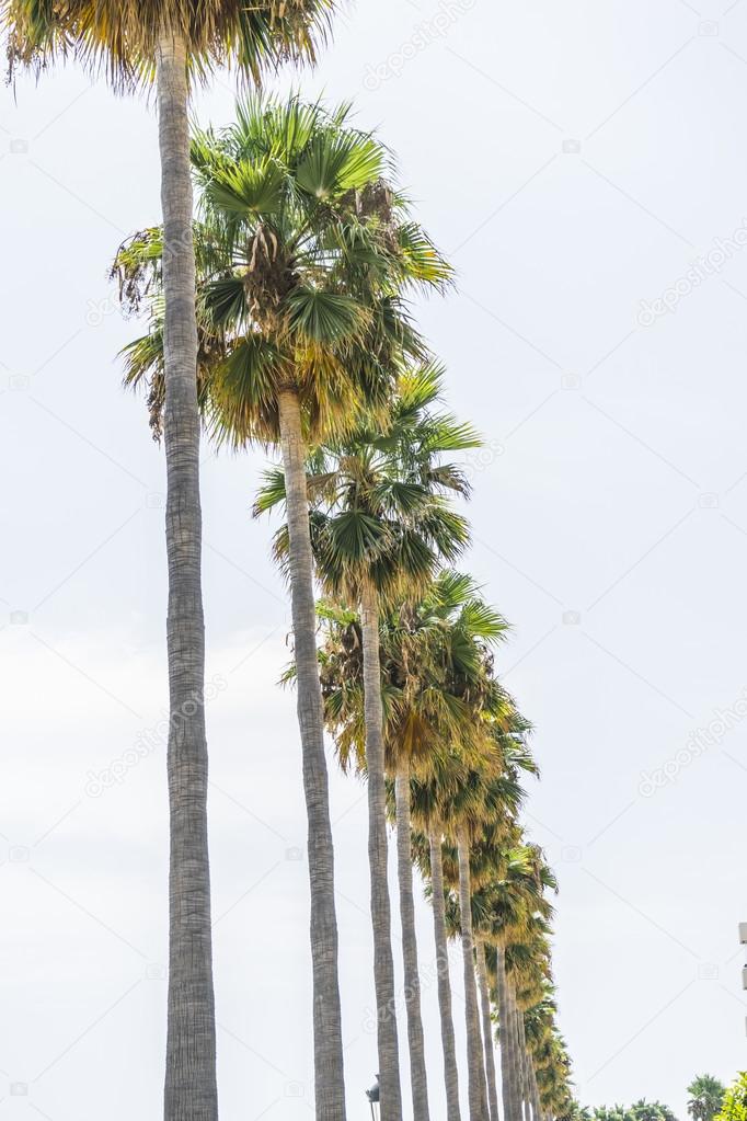 Promenade along the sea of palm trees