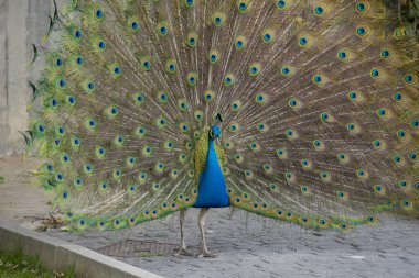 büyük açık eşarplı peacock