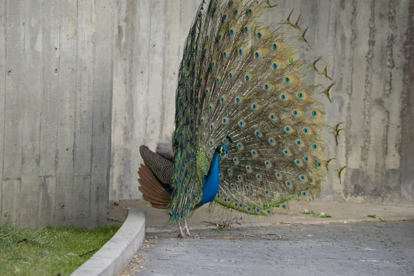 Павлин с перьями с огромными открытыми — стоковое фото