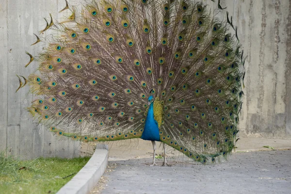 Peacock with feathers with huge open — Stock Photo, Image