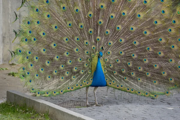 Peacock with feathers with huge open — Stock Photo, Image