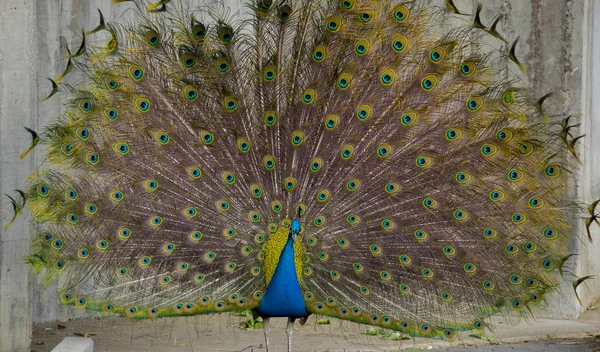 Павлин с перьями с огромными открытыми — стоковое фото