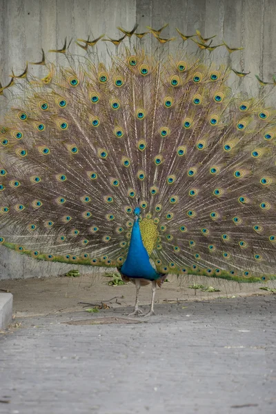 Peacock with feathers with huge open — Stock Photo, Image