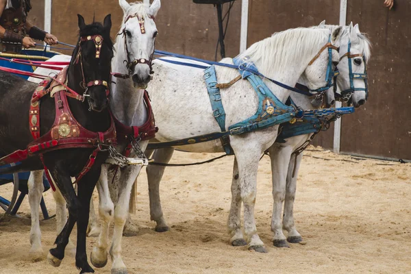 Romeinse strijdwagen over gladiatoren strijd — Stockfoto