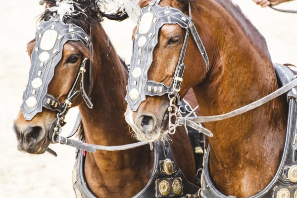 Roman chariot in a fight of gladiators — Stock Photo, Image