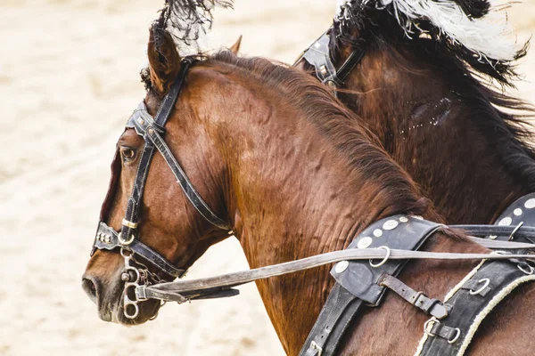 Rzymski rydwan walki gladiatorów — Zdjęcie stockowe